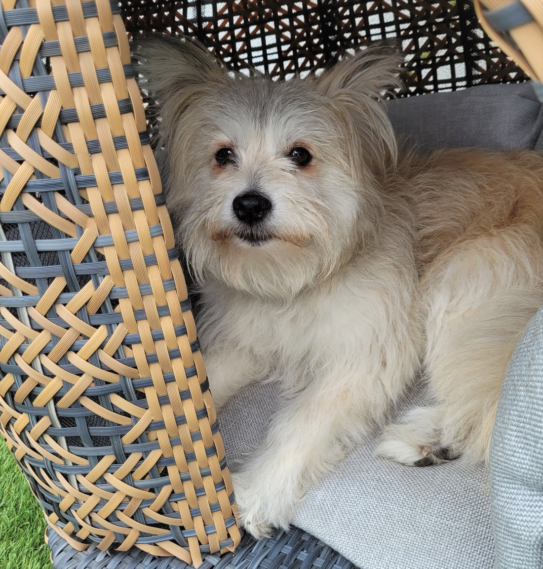 Hund liegt entspannt im Bellfugio M (Tiermöbel) auf einem grauen Kissen