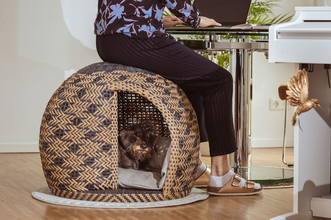 Anja sitzt auf dem Bellfugio und arbeitet an ihrem Laptop. Janka liegt im Bellfugio und chillt.