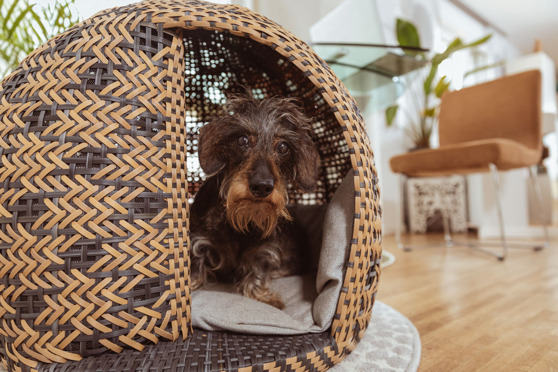 Mit Bellfugio zuhause